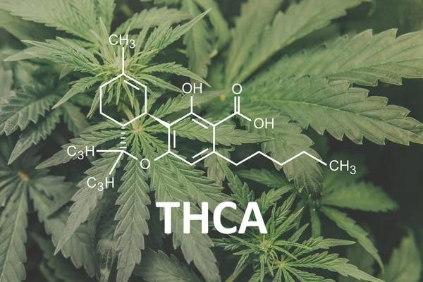 Top Reasons Austin Shoppers Choose THCA Products